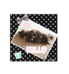 うちのにゃんこちゃん達（個別スタンプ：13）