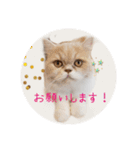 うちのにゃんこちゃん達（個別スタンプ：15）