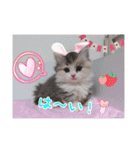うちのにゃんこちゃん達（個別スタンプ：17）