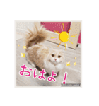 うちのにゃんこちゃん達（個別スタンプ：18）