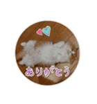 うちのにゃんこちゃん達（個別スタンプ：19）
