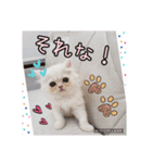うちのにゃんこちゃん達（個別スタンプ：21）
