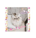 うちのにゃんこちゃん達（個別スタンプ：22）