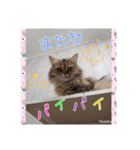 うちのにゃんこちゃん達（個別スタンプ：23）