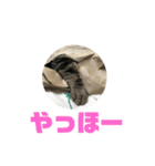 我が家の えだまめ先生 スタンプ 2（個別スタンプ：2）