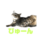 我が家の えだまめ先生 スタンプ 2（個別スタンプ：34）