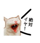 ニギハヤミコハクヌコ（個別スタンプ：3）
