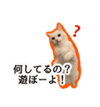 ニギハヤミコハクヌコ（個別スタンプ：4）