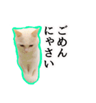 ニギハヤミコハクヌコ（個別スタンプ：5）