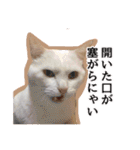 ニギハヤミコハクヌコ（個別スタンプ：8）