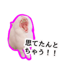 ニギハヤミコハクヌコ（個別スタンプ：9）