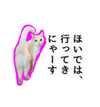 ニギハヤミコハクヌコ（個別スタンプ：10）