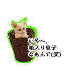 ニギハヤミコハクヌコ（個別スタンプ：11）