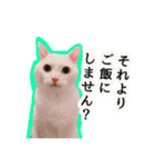 ニギハヤミコハクヌコ（個別スタンプ：12）