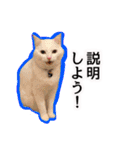 ニギハヤミコハクヌコ（個別スタンプ：15）