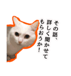ニギハヤミコハクヌコ（個別スタンプ：16）