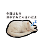 ニギハヤミコハクヌコ（個別スタンプ：17）