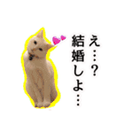 ニギハヤミコハクヌコ（個別スタンプ：19）