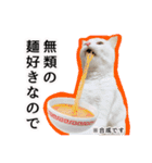 ニギハヤミコハクヌコ（個別スタンプ：21）