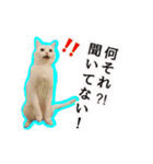 ニギハヤミコハクヌコ（個別スタンプ：22）