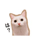 ニギハヤミコハクヌコ（個別スタンプ：24）