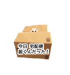 ニギハヤミコハクヌコ（個別スタンプ：33）