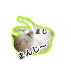 ニギハヤミコハクヌコ（個別スタンプ：37）