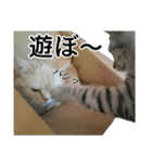 しおとまめ(猫)（個別スタンプ：1）