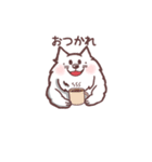 いつも一緒サモエドスタンプ（個別スタンプ：4）