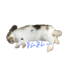 みみとここの日常（個別スタンプ：3）