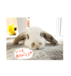 みみとここの日常（個別スタンプ：4）