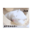 ふあふふファミリー＆ミルちゃん 敬語（個別スタンプ：8）