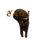 うちのねこといぬ（個別スタンプ：3）
