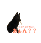 うちのねこといぬ（個別スタンプ：6）