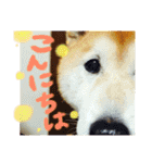 ちゃみスタンプ②（個別スタンプ：2）