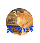 ちゃみスタンプ②（個別スタンプ：10）