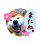 ちゃみスタンプ②（個別スタンプ：12）