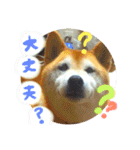 ちゃみスタンプ②（個別スタンプ：14）