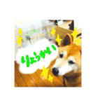 ちゃみスタンプ②（個別スタンプ：18）
