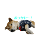 ぱんチャン（個別スタンプ：2）