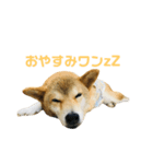 ぱんチャン（個別スタンプ：3）