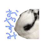 うさぎのおマメ（個別スタンプ：1）
