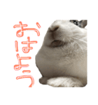 うさぎのおマメ（個別スタンプ：2）