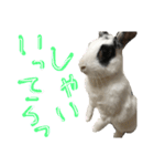 うさぎのおマメ（個別スタンプ：3）