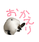 うさぎのおマメ（個別スタンプ：4）