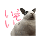 うさぎのおマメ（個別スタンプ：6）