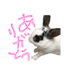うさぎのおマメ（個別スタンプ：7）