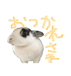 うさぎのおマメ（個別スタンプ：9）