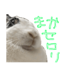 うさぎのおマメ（個別スタンプ：11）