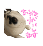 うさぎのおマメ（個別スタンプ：13）